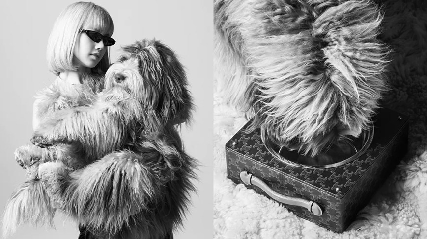 Introducing a New Level of Canine Couture: Elevate Your Pooch’s Style with Celine Accessories!