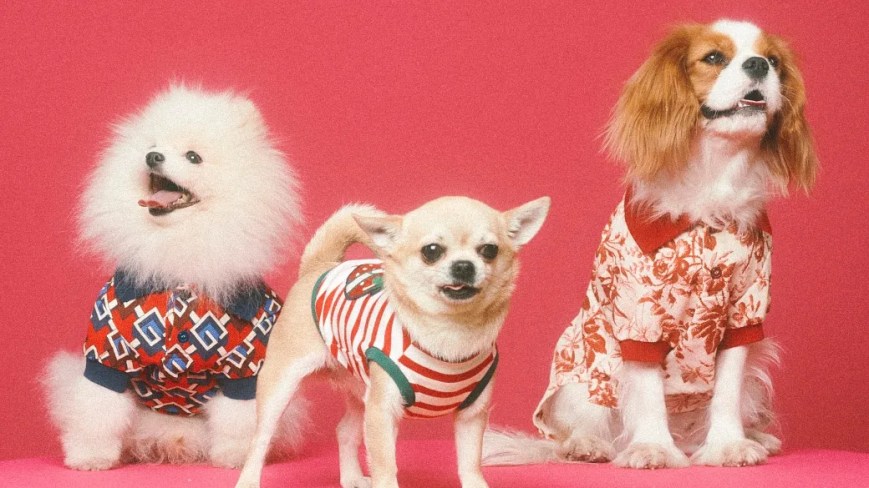 Il Tuo Gatto E Cane Domestico Possono Ora Essere Vestiti Con Gucci